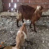 بزوبزقاله|حیوانات مزرعه|اردبیل, |دیوار