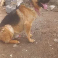 سگ ژرمن اصیل