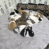 خرگوش کوچولو