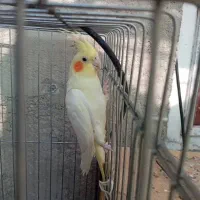 عروس  هلندی  نر