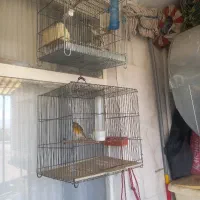 سهره و سهره قناری نر یه جای