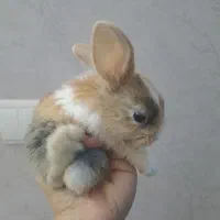بچه خرگوش نیمه لپ