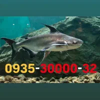0935-30000-32|سیم‌کارت|تهران, ولنجک|دیوار