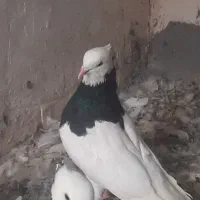 طوق سیاه نر|پرنده|نگین کویر, |دیوار