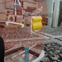 عروس هلندی|پرنده|دورود, |دیوار