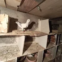 شامی نر هفرنگ خط ی