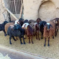 بره ماده افشاری