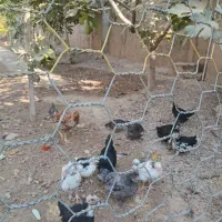 تخم مرغ نطفه دار|حیوانات مزرعه|قرچک, صالح آباد|دیوار