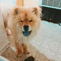 سگ گم شده