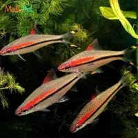 اکواریوم وماهی|ماهی|بندر ماهشهر, |دیوار