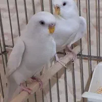 ۲جفت مرغ عشق و ۳عدد فنچ زبرا ۲نر ویک ماده