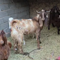 بره نر کره نر