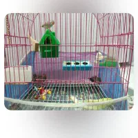 جوجه فنج|پرنده|اشنویه, |دیوار