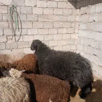 شیشک قوچ هترو