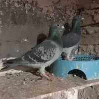 نروماده پولکی|پرنده|تربتحیدریه, باغ سلطانی|دیوار