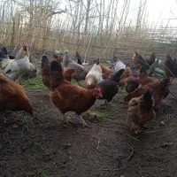 تخم مرغ نطفه دار از نژاد گلپایگان درجه یک. تضمینی