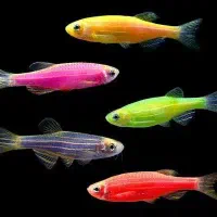 ماهی تایگر و کالر و زبرا|ماهی|ساری, |دیوار