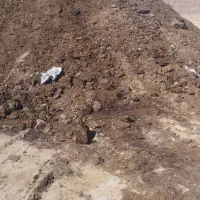 کود پوسیده گاوی