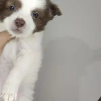 سگ پامرانین اشپیتز و فنس ۶۰ در ۸۰