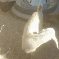 فروش بزوبزغاله|حیوانات مزرعه|فردوس (خراسان), |دیوار