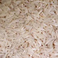 برنج طارم هاشمی کشت دوم