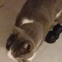 یک گربه خانگی پیدا شده، فاز ۴