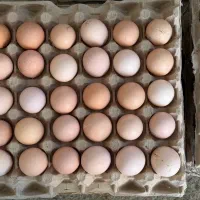 تخم مرغ گلپایگان