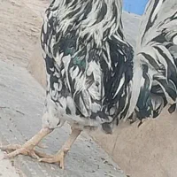 خروس گلین لری