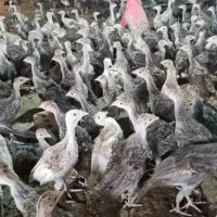جوجه بوقلمون یکماهه