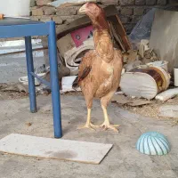 مرغ لاری نصل دار|حیوانات مزرعه|رباطکریم, رباطکریم|دیوار