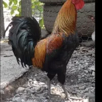 خروس محلی چهل تاج
