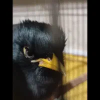 مرغ مینا نر افغان