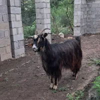 بز جوان چاق و چله حدود ۴۰ کیلویی گوسفند