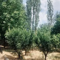 باغ در سهیلیه