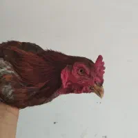 مرغ|حیوانات مزرعه|آران و بیدگل, |دیوار