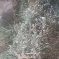 یونجه|لوازم جانبی حیوانات|آبکوه, |دیوار