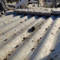 کفتر|پرنده|شیراز, بازار|دیوار