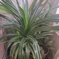 گل جوان|گل و گیاه طبیعی|بانه, |دیوار