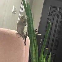 عروس هلندی گم شده