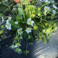 فروش نهال یا بوته توت فرنگی پر محصول سابرینا اصلی|خدمات باغبانی و درختکاری|بهنمیر, |دیوار