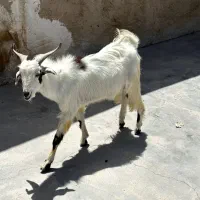 فروش دوتا پازن گوشتی و سرحال