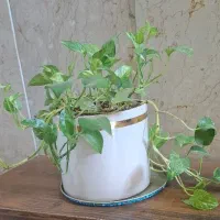 گل پتوس
