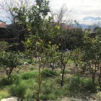 زمین قیمت کاسبی ساحلی کلاچای