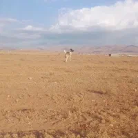 سگ سرابی جوان نترس بسیار جسور|سگ|خواجه, |دیوار