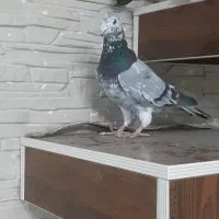 سار سبز نر پرشی