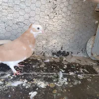 کبوتر شازده زرد کاکلی ماده و شازده سبز