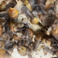 حلزون آچاتینا آلینو و آچاتینا سیاه