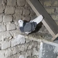 کبوتر|پرنده|جوکار, |دیوار