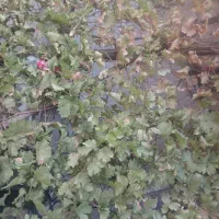 اجاره زمین کشاورزی
