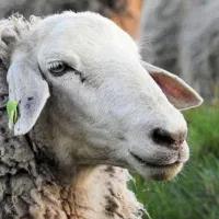 گوسفند زنده با قیمت کف بازار